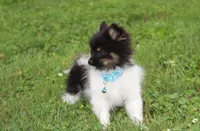 ZIGGY, a male Pomeranian for sale in Millersburg, OH – 10 of 10