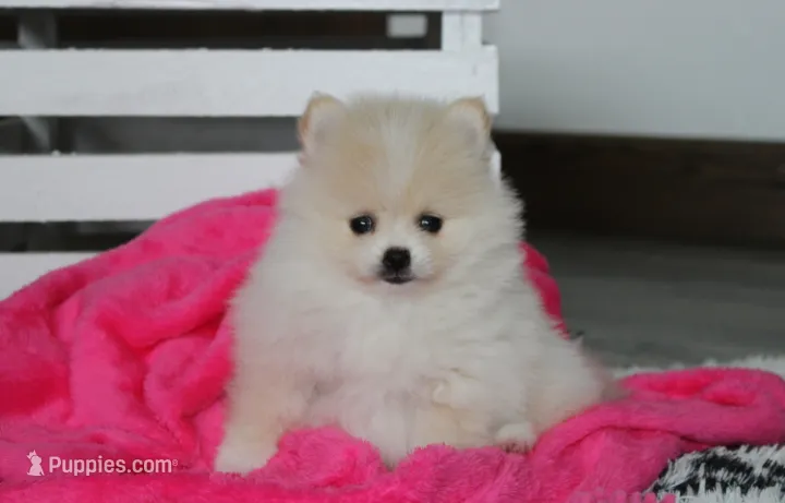 Raine – Pomeranian puppy for sale in Millersburg, OH