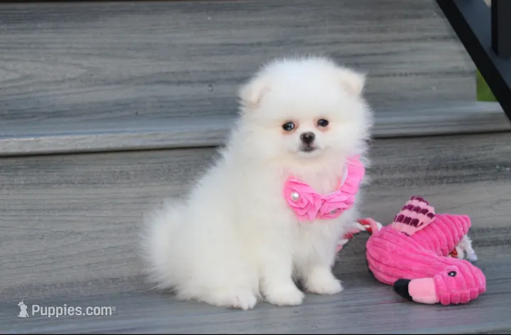 Reese – Pomeranian puppy for sale in Millersburg, OH
