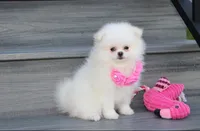 Reese, a female Pomeranian for sale in Millersburg, OH – 1 of 10