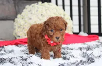 Simba, a male Bichpoo for sale in Millersburg, OH – 4 of 8