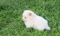 Teddy , a male Pomeranian for sale in Millersburg, OH – Photo 6 of 10