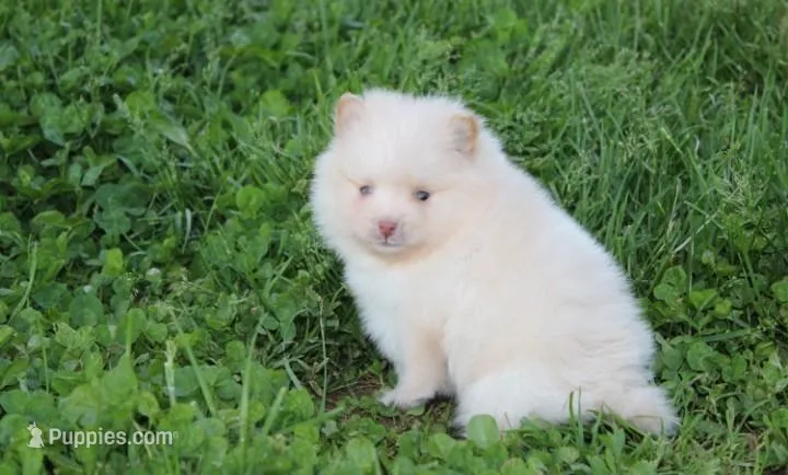 Teddy  – Pomeranian puppy for sale in Millersburg, OH