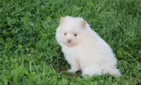 Teddy , a male Pomeranian for sale in Millersburg, OH – Photo 1 of 10