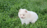 Teddy , a male Pomeranian for sale in Millersburg, OH – Photo 8 of 10