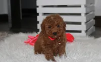 Sammy, a male Poodle - Miniature  for sale in Millersburg, OH – 9 of 9