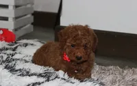 Sammy, a male Poodle - Miniature  for sale in Millersburg, OH – 7 of 9