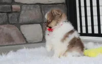 Bentley , a male Pomeranian for sale in Millersburg, OH – 10 of 10