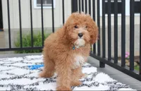 Lenny , a male Cavapoo for sale in Millersburg, OH – 3 of 5