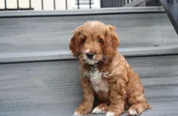 Logan, a male Cockapoo for sale in Millersburg, OH – 1 of 7