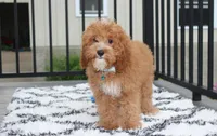 Lenny , a male Cavapoo for sale in Millersburg, OH – 5 of 5
