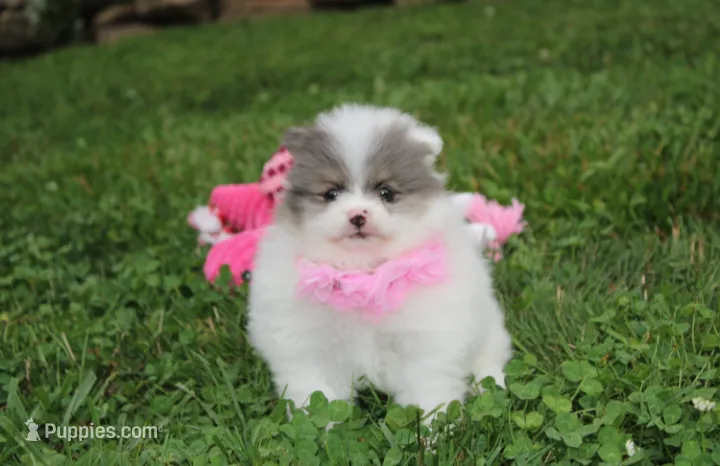Flora – Pomeranian puppy for sale in Millersburg, OH