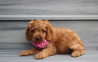 Lyra, a female Cockapoo for sale in Millersburg, OH – 2 of 5