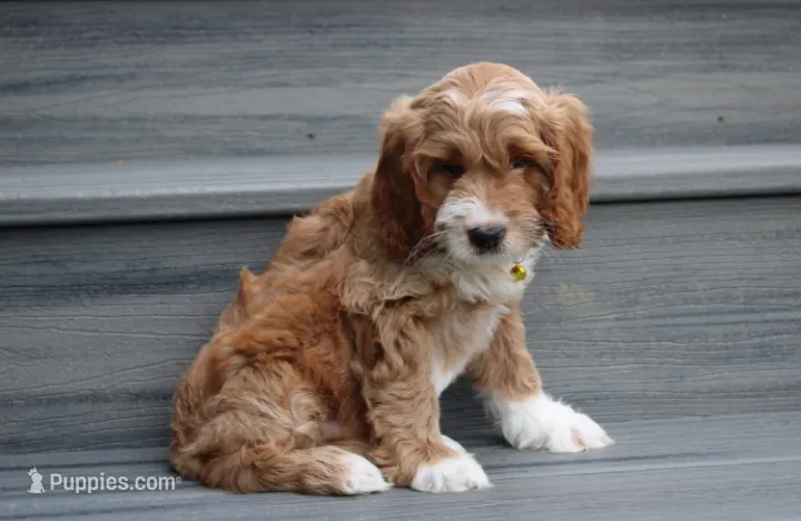Luka – Cockapoo puppy for sale in Millersburg, OH