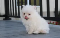 Mochi, a male Pomeranian for sale in Millersburg, OH – 3 of 10