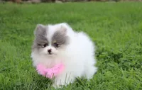 Flora, a female Pomeranian for sale in Millersburg, OH – 2 of 7
