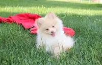 Teddy , a male Pomeranian for sale in Millersburg, OH – 9 of 9