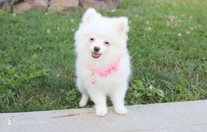 Bianca  – Pomeranian puppy for sale in Millersburg, OH