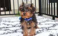 Enzo, a male Yorkipoo for sale in Millersburg, OH – 4 of 4