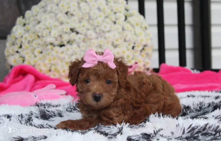 Sunny – Bichpoo puppy for sale in Millersburg, OH