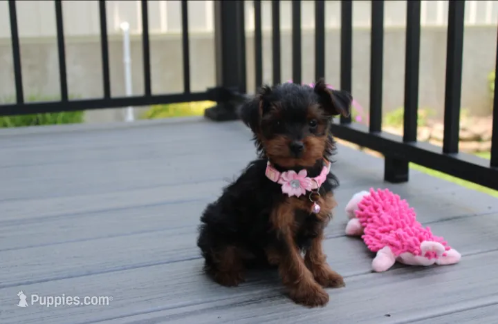 Emmy  – Yorkipoo puppy for sale in Millersburg, OH