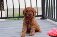 Max, a male Cavapoo for sale in Millersburg, OH – 6 of 9