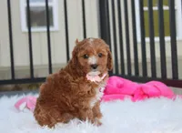 Lexi, a female Cavapoo for sale in Millersburg, OH – 8 of 10