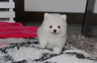 Bianca , a female Pomeranian for sale in Millersburg, OH – 6 of 9