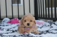 Kira, a female Maltipoo for sale in Millersburg, OH – 2 of 4