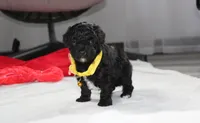 Rocky, a male Yorkipoo for sale in Millersburg, OH – 5 of 10