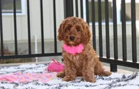 Lacie, a female Cockapoo for sale in Millersburg, OH – 2 of 7