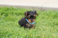 Enzo, a male Yorkipoo for sale in Millersburg, OH – 6 of 6