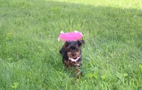 Emmy , a female Yorkipoo for sale in Millersburg, OH – 4 of 6