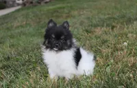 ZIGGY, a male Pomeranian for sale in Millersburg, OH – 5 of 8