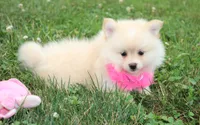 Layla, a female Pomeranian for sale in Millersburg, OH – 5 of 7
