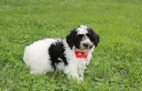 Ryder, a male Yorkipoo for sale in Millersburg, OH – 8 of 10