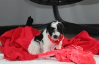 Ryder, a male Yorkipoo for sale in Millersburg, OH – 4 of 7