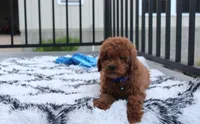 Simba, a male Poodle - Miniature  for sale in Millersburg, OH – 5 of 7
