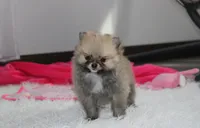 Bonnie, a female Pomeranian for sale in Millersburg, OH – 2 of 10