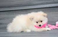 Layla, a female Pomeranian for sale in Millersburg, OH – 2 of 7