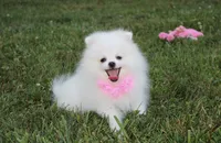 Reese, a female Pomeranian for sale in Millersburg, OH – 5 of 8
