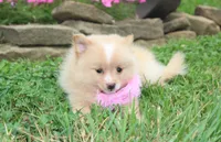 Lexi, a female Pomeranian for sale in Millersburg, OH – 6 of 8