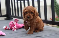 Lily, a female Cockapoo for sale in Millersburg, OH – 4 of 6
