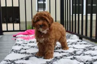 Penny , a female Cockapoo for sale in Millersburg, OH – 5 of 7