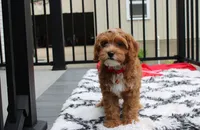 Freddy , a male Cavapoo for sale in Millersburg, OH – 2 of 8