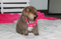 Zara, a female Pomeranian for sale in Millersburg, OH – 8 of 10