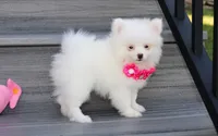 Bianca , a female Pomeranian for sale in Millersburg, OH – 2 of 5