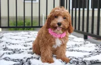 Felicity , a female Cavapoo for sale in Millersburg, OH – 2 of 5