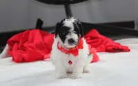 Ryder, a male Yorkipoo for sale in Millersburg, OH – 2 of 7