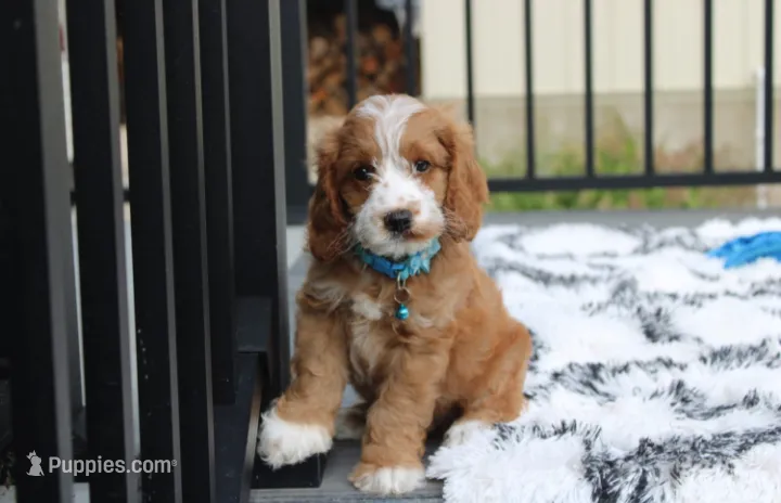 Leo – Cockapoo puppy for sale in Millersburg, OH